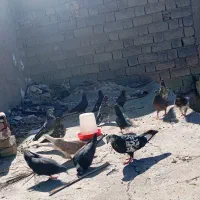 تعدادی کبوتر پرشی