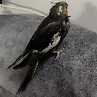 مرغ میناوجوجه عروس|پرنده|قم, شهرک مهدیه (مدرس)|دیوار