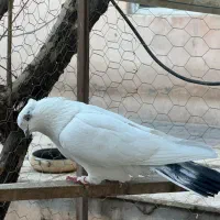 کبوتر غریب گیری