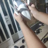 کفتر|پرنده|اهواز, پردیس|دیوار
