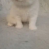 گربه های اسکاتیش و برتیش