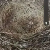 جوجه مرغ عشق