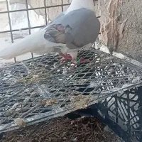 کبوتر
