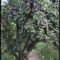 باغ چهاردیواری کوچه ویلاسازی شاهدشهر آماده ی ساخت|فروش زمین و ملک کلنگی|تهران, تهرانسر مرکزی|دیوار