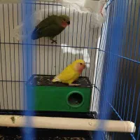 طوطی برزیلی اوپال|پرنده|فردیس, ثابتی|دیوار