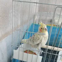 عروس هلندی گلباقالی