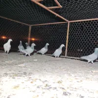 8عدد رنگ تاریک ،کفتر ،کبوتر|پرنده|رونیز, |دیوار