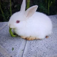 خرگوش زبر و زرنگ
