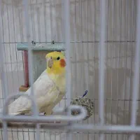 عروس هلندی ۳ ساله سخن‌ گو