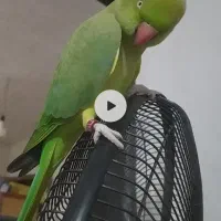 سلام گمشده