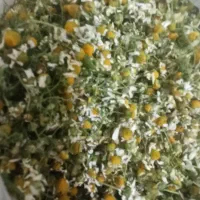 گل بابونه خشک شده تمیز