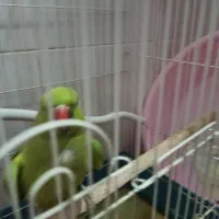 طوطی. ملنگو|پرنده|فولادشهر, مسکن مهر فولادشهر|دیوار