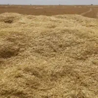 کاه گندم محصول امسال