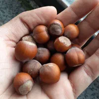 فندوق درجه یک اشکورات