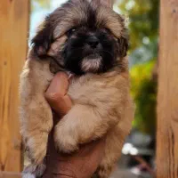 شیتزو|سگ|کرمانشاه, |دیوار