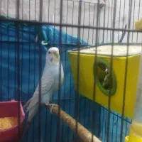 یک جفت مرغ عشق مولد|پرنده|اهرم, |دیوار