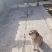 پاکوتاه