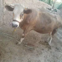 گاو نر|حیوانات مزرعه|اهواز, زرگان|دیوار