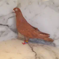 کفتر سرخ زرد جوجه پولکی سار سرخ  سینه ۴۰ سانتی