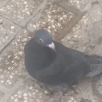 جوجه‌کفتر|پرنده|مشهد, نیزه|دیوار