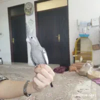 عروس هلندی وایت فیس|پرنده|قشلاق دشت, |دیوار