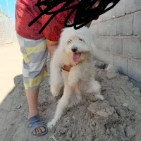 واگذاری سگ باکوتاه