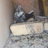 کبوتر پرشی.ترونی