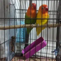 طوطی برزیلی نژاد انگلیسی|پرنده|بندر ماهشهر, |دیوار