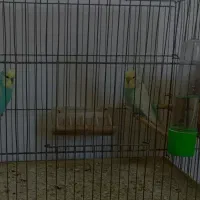 مرغ عشق اینگیلیسی