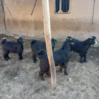 فروش ۴ عدد کهره سبک وزن چاق