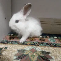 خرگوش و وسایل|موش و خرگوش|محمدیه-قزوین, |دیوار