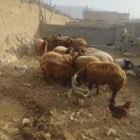 فروش بره عید قربان