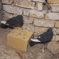 یک جفت قارا نشاد خوب پرشی پرشی چشم قرمز خون|پرنده|اقبالیه, |دیوار