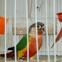 قناری جوجه بالغ کوتوله عروس معاوضه با گرینچیک