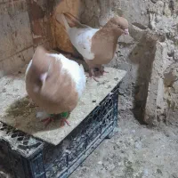 کبوتر سینه زرد آس
