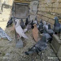 کفتر نر|پرنده|شیراز, ابیوردی|دیوار