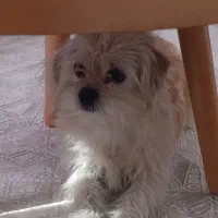 شیتزو تریر|سگ|گرگان, |دیوار