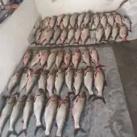 ماهی قزل وحشی