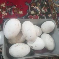 تخم غاز نطفه دار