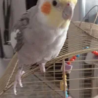 عروس هلندیم گم شده|حیوانات|فولادشهر, مسکن مهر فولادشهر|دیوار