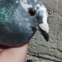 کبوتر مسافتی غریبگیری شب