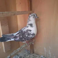 کبوتر|پرنده|رودهن, |دیوار