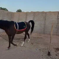 اسب نر دره شوری اصیل جوون خیلی زیبا وآرام|اسب و تجهیزات اسب‌سواری|ایوانکی, |دیوار