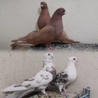 دو جفت کفتر عروسک
