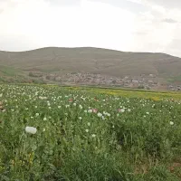 سرکارگری