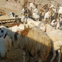 کهره گیسه بز خود بندرعباس با قصابی رایگان|حیوانات مزرعه|بندرعباس, |دیوار