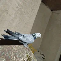 کبوتر ضربدار پر