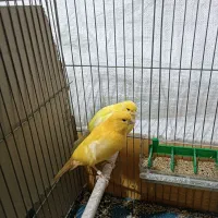 قناری|پرنده|فولادشهر, A6|دیوار