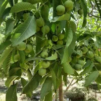 فروش نهال گردو پیوندی،فرنور،ژنوتیپ7،چندلر