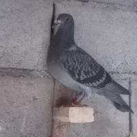 کبوتر مسافتی معارضه با پرشی